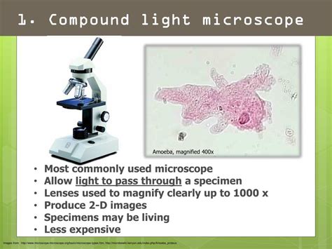 Image result for Light Microscope Specimen