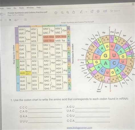 Image result for Protein Synthesis Codon Full Chart