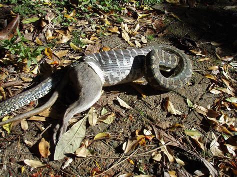 Toradh íomhá ar Python Eating Rock Walkaby