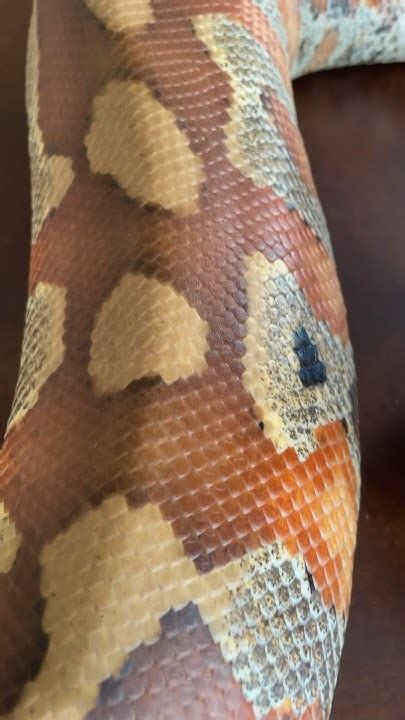 Toradh íomhá ar 6 Foot Python