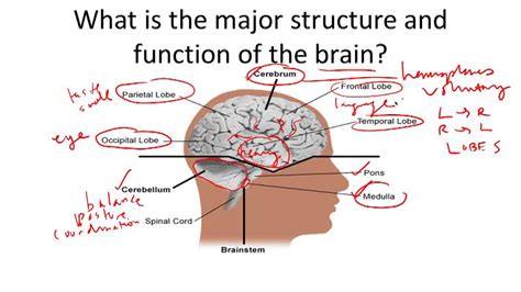 Image result for Nervous System Structure and Function