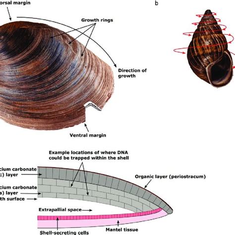 Image result for Shell Formation Process Sea