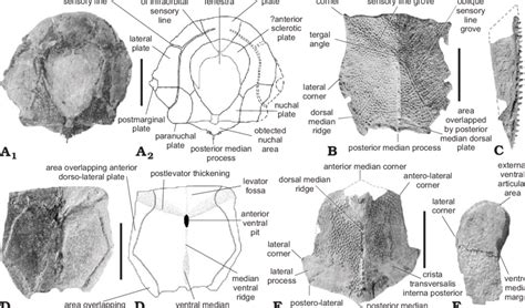 Toradh íomhá ar Dermal Plates