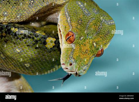 Image result for Red Green Tree Python