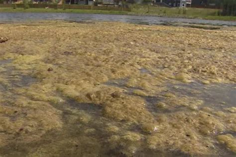 Image result for Brown Algae in Lake