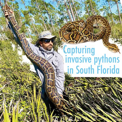Image result for SWFL Python Pictures