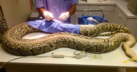 Image result for Big Burmese Python