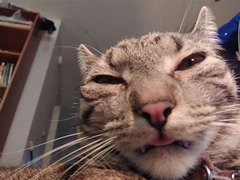 Image result for Weird DAB Inserts