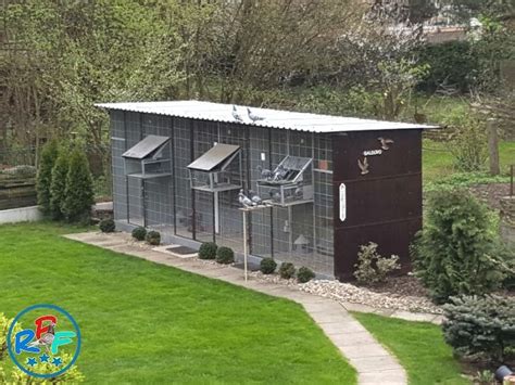 Image result for Build a Simple Pigeon Loft