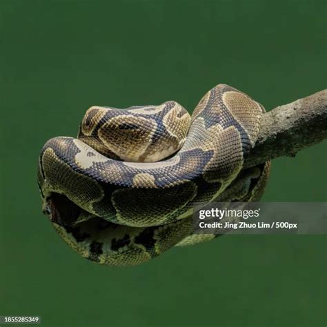 Afbeeldingsresultaten voor Snake Front Angle Python