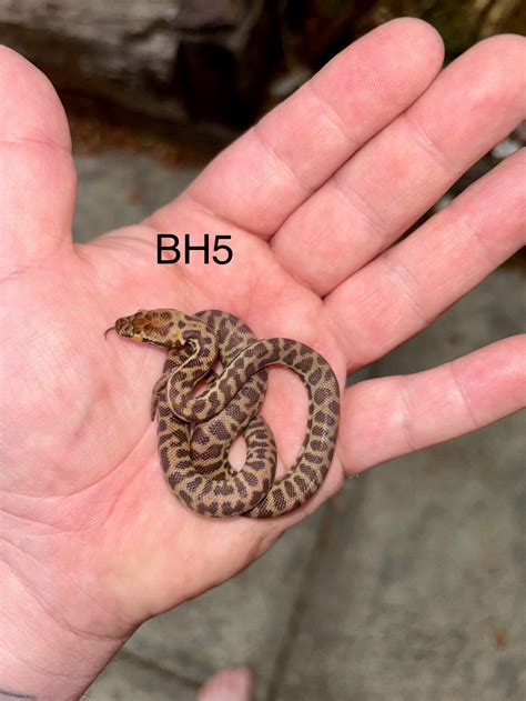 Image result for Baby Stimson Python