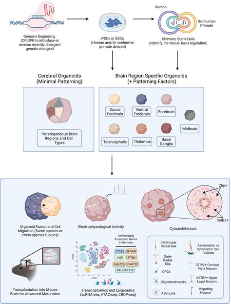 Brain Development Model に対する画像結果