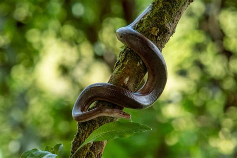Image result for Olive Python Snake Fangs