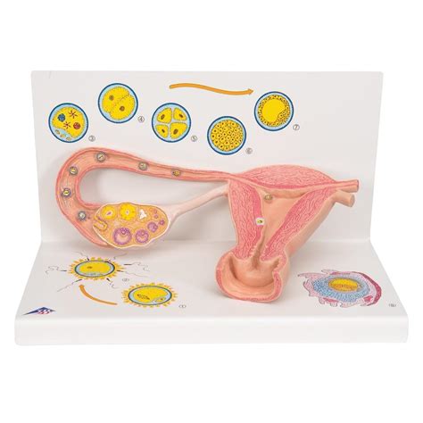 Image result for Animal Reproduction and Development