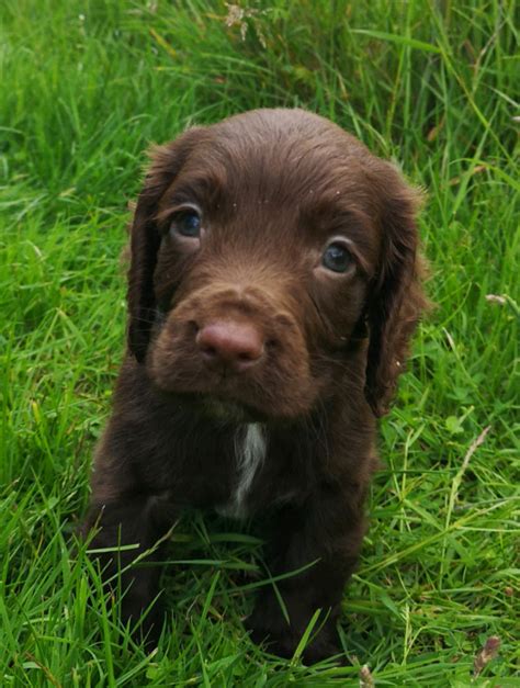 Afbeeldingsresultaten voor Sprocker Spaniel Female