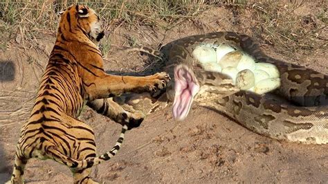 Image result for Python Gieng vs Tiger