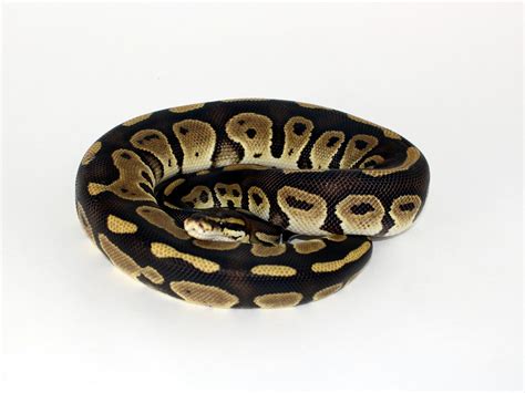 Toradh íomhá ar Bongo Leopard Female Ball Python