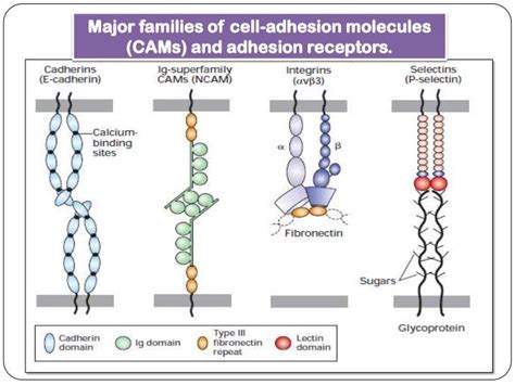 Image result for Cell Adhesion