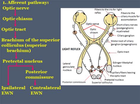 Accommodation Reflex Afferent Pathway-এর ছবি ফলাফল