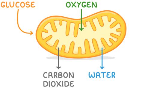 Mitochondria and Cellular Respiration Diagram に対する画像結果