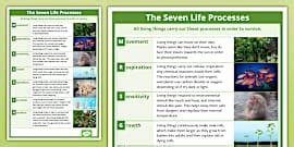 Image result for 7 Life Processes Worksheet