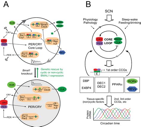 Image result for T-cell Core Clock