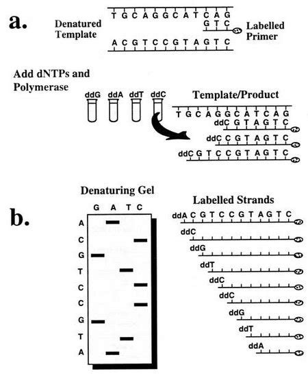 DNA Sequencing Sanger Method に対する画像結果