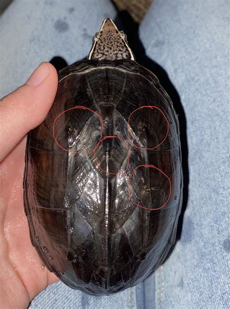 Image result for Musk Turtle Shell Rot