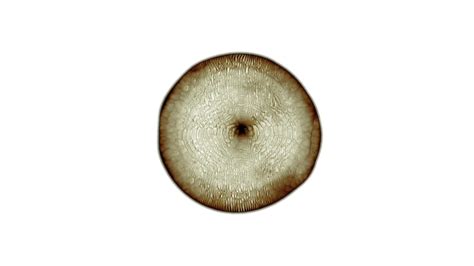 Single-Celled Cell Microscope View に対する画像結果