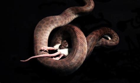 Image result for Python Eating a Mouse Clip Art