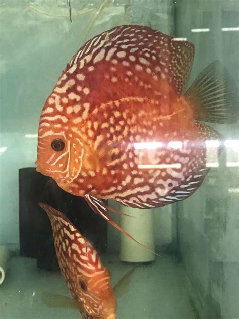 Toradh íomhá ar Breeding Pair Discus Fish