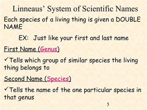 Image result for Define Classification with Example