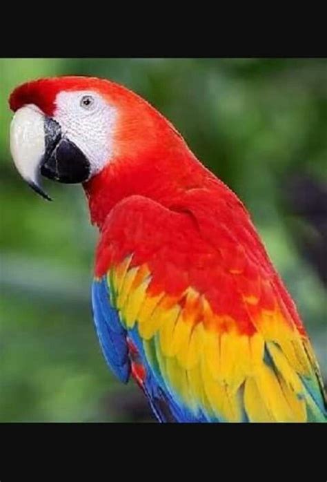 Bildergebnis für Hugo Parrot