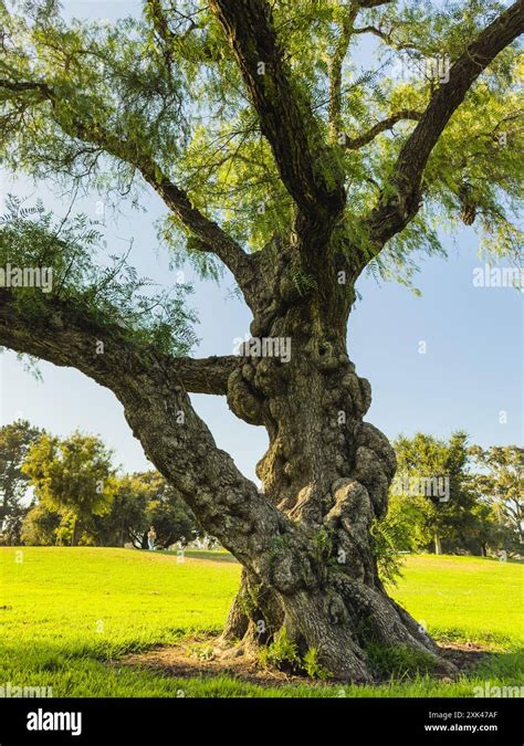 Image result for Sprawling Oak Tree Image