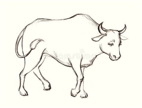 Image result for Ox Front and Side Drawing
