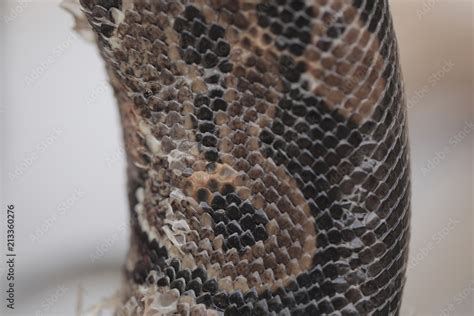 Image result for Close Up of Python Skin