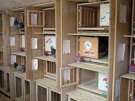 Image result for Build a Simple Pigeon Loft