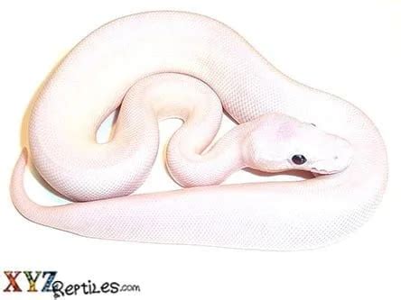 Toradh íomhá ar White Banded Python