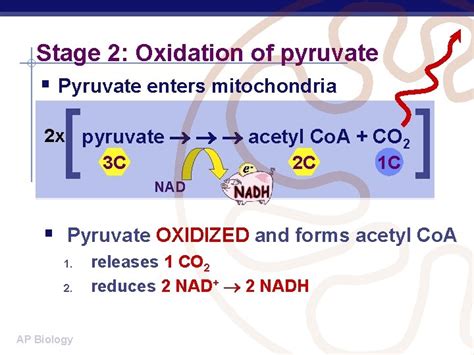 Toradh íomhá ar Pyruvate in Cellular Respiration