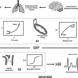 Simple Loop Model に対する画像結果