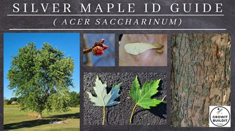 Maple Tree Identification – A Complete Guide – GrowIt BuildIT
