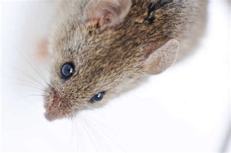 Image result for Mice Running On Computer Screen