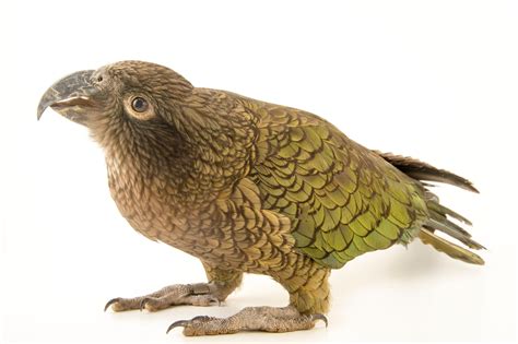 Image result for Pet Kea