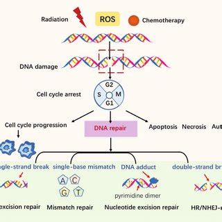 Image result for DNA Repair
