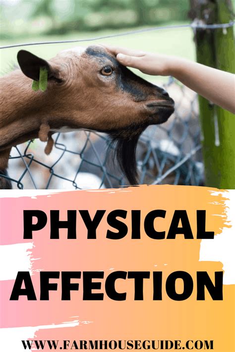 Image result for Affectionate Goats