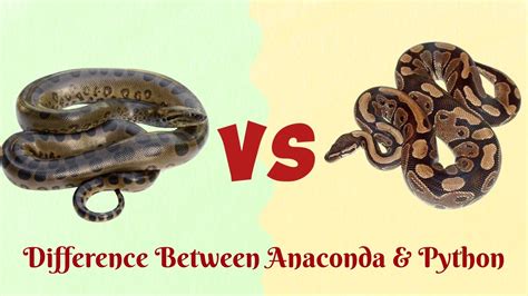 Toradh íomhá ar Snake and Python Different