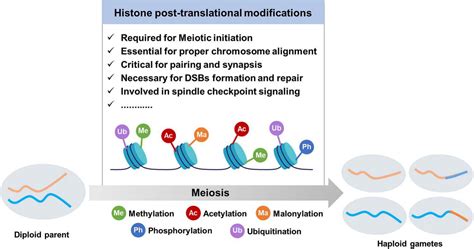 Post-Translational Modification Histone Code に対する画像結果