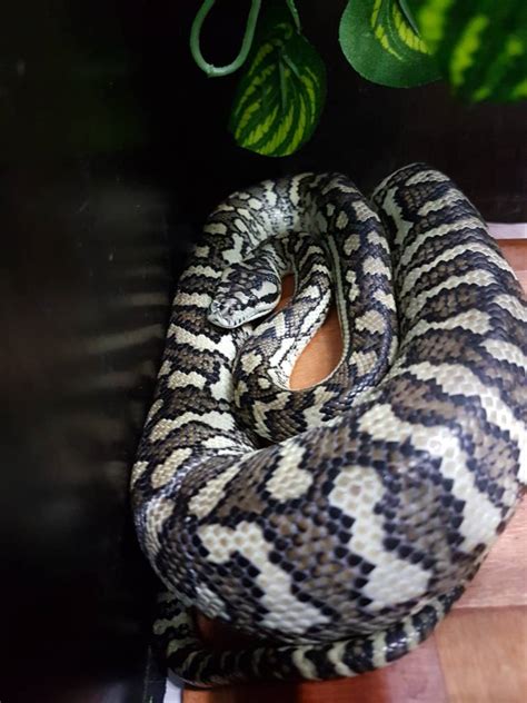 Afbeeldingsresultaten voor Axanthic Jungle Carpet Python