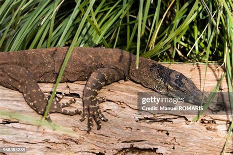 Image result for Australian Monitor Lizard