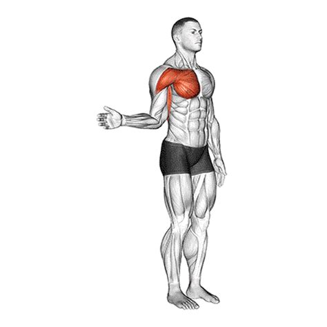 Internal Rotation of the Shoulder Muscles に対する画像結果